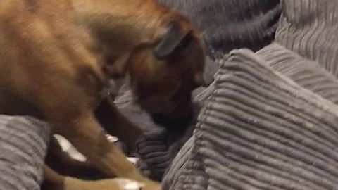 Dog can't get any rest with new sibling addition