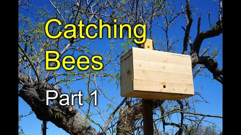 Trying to catch bees with Swarm Traps: part 1