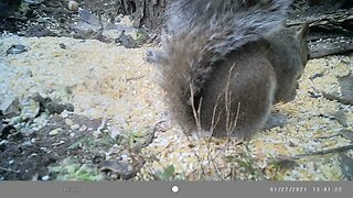 Squirrel 🐿️but 🍑closeup 👀 so CUTE #cute #funny #animal #nature #wildlife #trailcam #farm #homestead