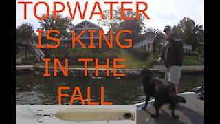 Topwater is king in the fall