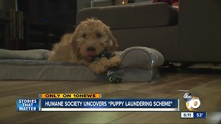San Diego Humane Society uncovers 'puppy laundering scheme'