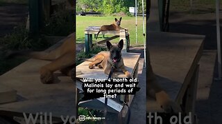 Teaching puppies to wait in their place. #dutchshepherd #malinoislovers #puppies #dogtraining