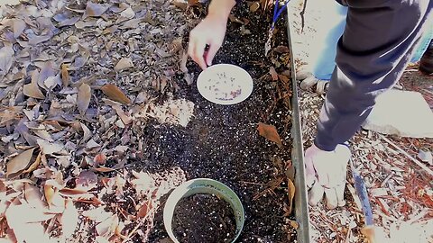 Planting garlic “seeds” (bulbils) into a raised garden bed @Citystead