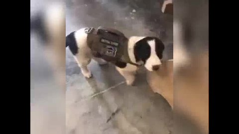 Abused war pup trying to make his way back home to Buffalo