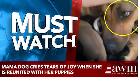 Heartbroken Mama Dog Cries Tears Of Joy When She Is Reunited With Her Puppies