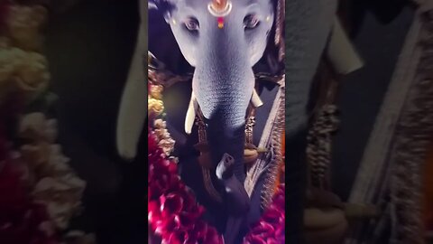 Empowering devotion #blackganesha 🙏🏻🙏🏻🙏🏻#shorts #shortsvideo