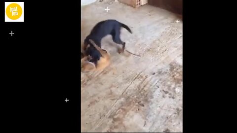 Dog vs fox fight funny video