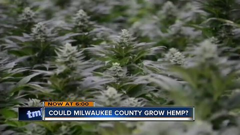 Growing hemp at Mitchell Park greenhouses could net millions