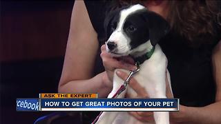Ask the Expert: Picturesque pets