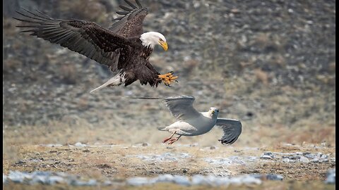 Can Small Seagull Escape From King Eagle Hunting?- Attractive Video