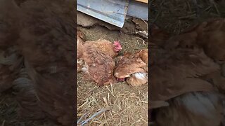 #chickens #shorts