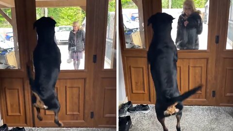 Rottweiler Can't Contain Excitement When Special Visitor Arrives