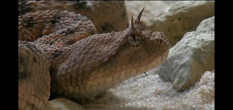 The close - up view of a horned viper ( Snake )