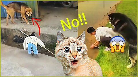 funny dogs and cats video compilation - dogs and cats playing