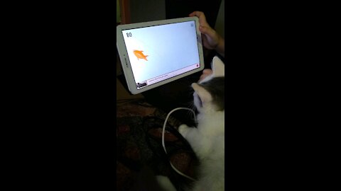 Cat vs fish on tablet