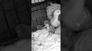 Watching abandoned chicks with new hen and her chicks