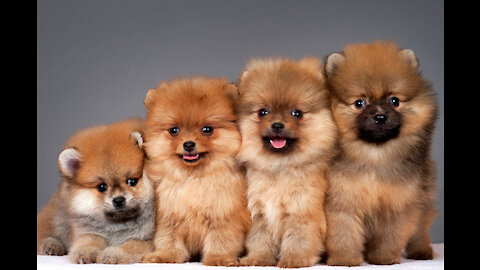 Cute Puppies Cute Funny and Smart Dogs and very cute