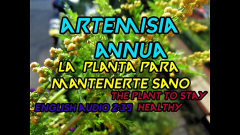 Artemisia Annua 🌿 Investigacion🧐 😀 La Planta Para Estar Sano 😍 The Plant To Be Healthy🔥