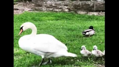 Swans Mommy bring her 3 Cygnets go for swimming