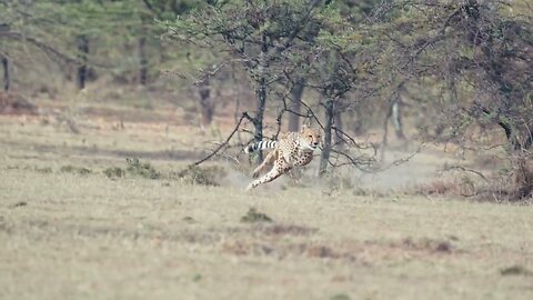 Kisaru cheetah tries to hunt Thomson's gazelle in Masai Mara. Kisaru has two cups. HDR 4K