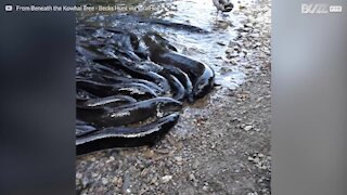 Anguille fuori dall'acqua pur di mangiare