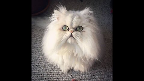 To cats lovers, Persian Cats