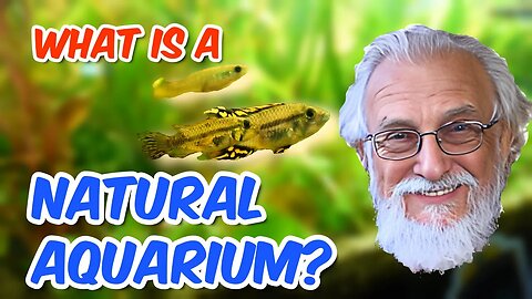 How to Create A Natural Aquarium for Fish Large and Small