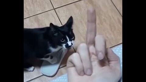 Cat (Show Me That Finger Again.)