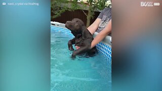 Cão nada em piscina de forma hilariante