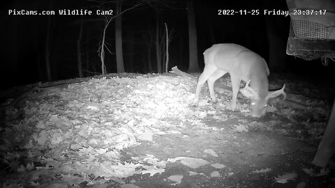 Buck Stops By For A Night Snack