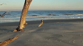 Scenes From Driftwood Beach - Jekyll Island, GA