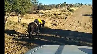 Travelling friends find man sleeping on horse next to road