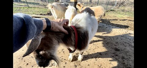 Streusel is experiencing drastic weight loss | Baby goats trained themselves to go to their stall