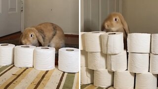 Bunny rabbit adorably participates in "level up" challenge
