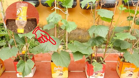 Growing cucumbers in an automatic drip irrigation cake box