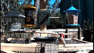 Relaxing Live Bird Cam