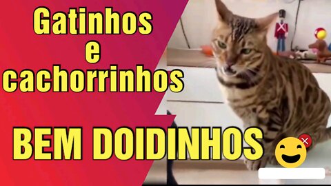 animais engraçados 2022 tente não rir - Vídeo 09