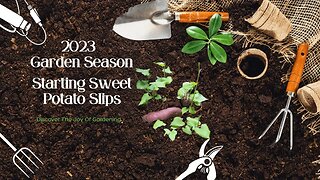 How to Starting Sweet Potato Slips