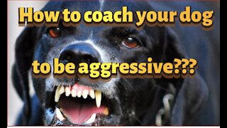 How to coach your dog to be aggressive???