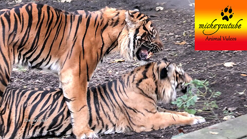 Tiger Trying to Mate - Is He getting his female?