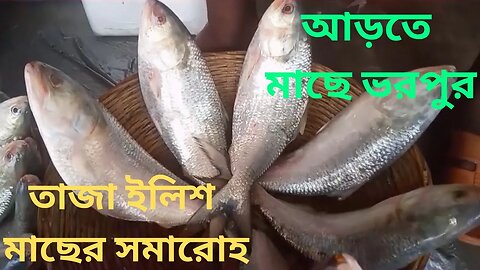 বাজারে তাজা ইলিশ মাছের সমারোহ || আড়তে মাছে ভরপুর || Season's fresh Hilsa fish || Ilish Mach Size