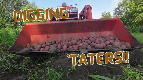 Digging Potatoes