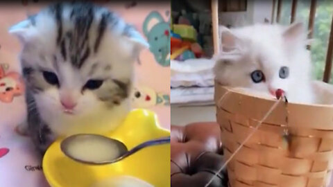 Very cute and very funny baby cats video