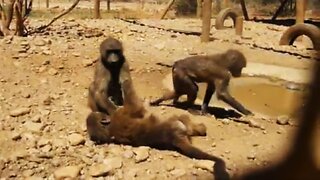 Rescued baby baboons playing