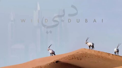 WILD DUBAI in Animal Planet!! Join us explore Dubai.