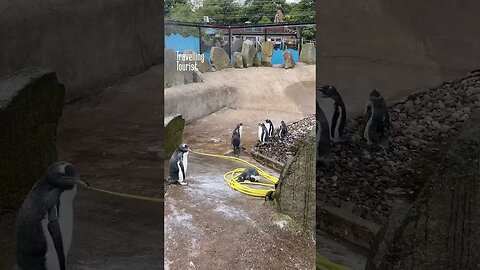 PENGUINS! - at Edinburgh Zoo #penguin #penguins #zoo #shorts