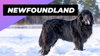 Newfoundland 🐶 One Of The Biggest Dog Breeds In The World #shorts