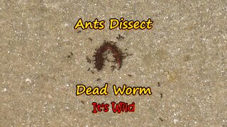 Ants Dissect Dead Worm