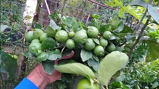 frutífera produzindo em vaso a partir de 20,00 reais caju figo cajá Cambuci calabura manga siriguela
