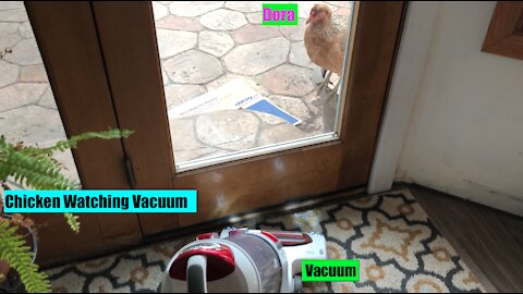 Chicken Inspects the Vacuum